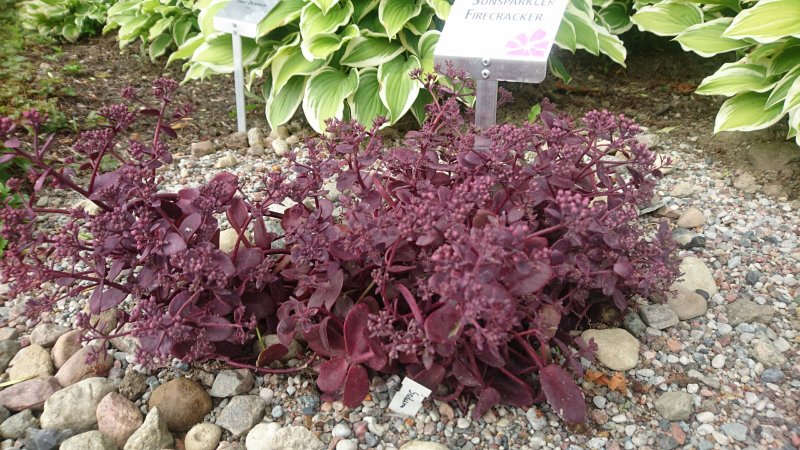 Sedum Sunspararkler  'Firecracker'